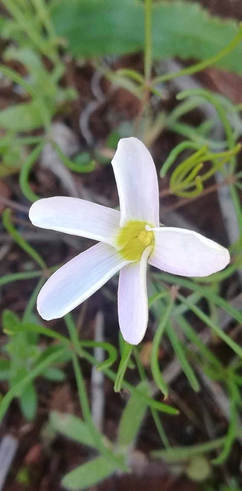 Oxalis variifolia photo 7
