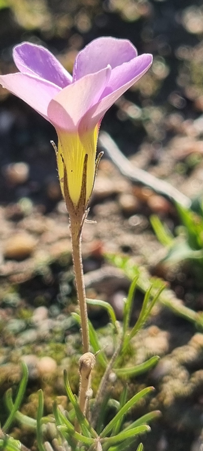 Oxalis variifolia photo 8