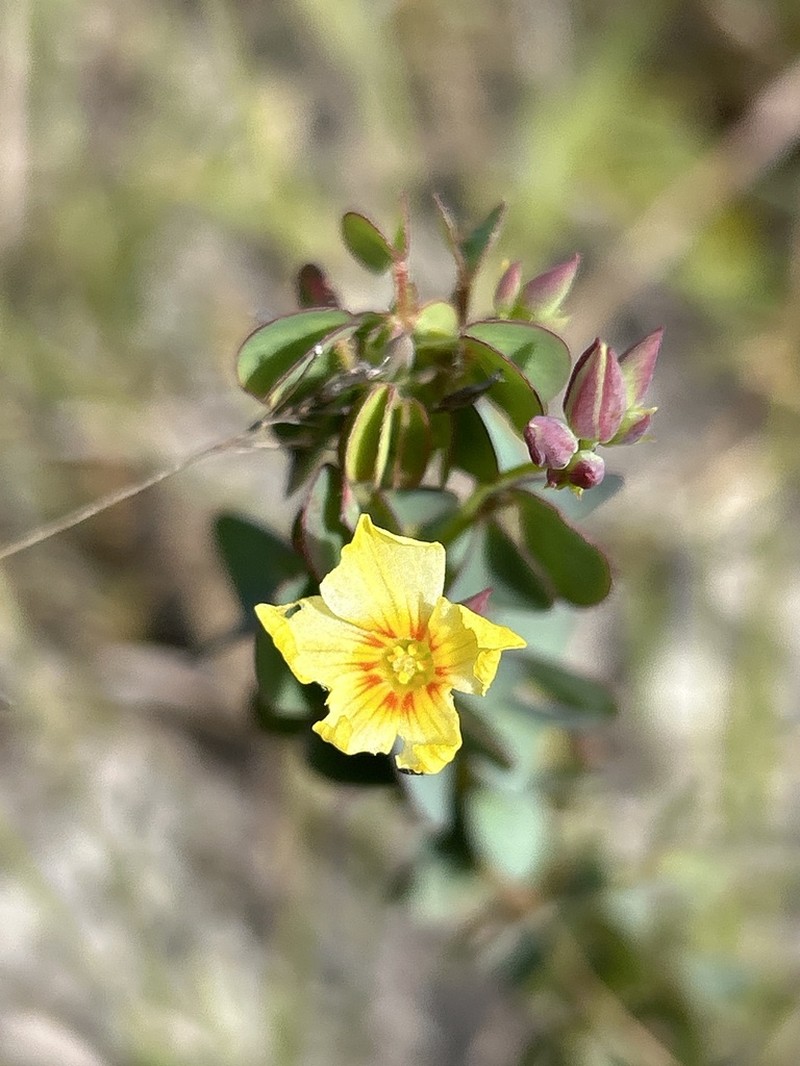 Oxalis veadeirosensis
