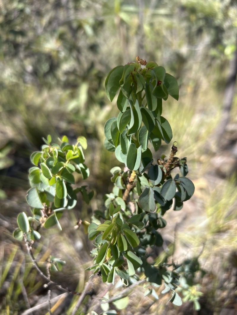 Oxalis veadeirosensis photo 2