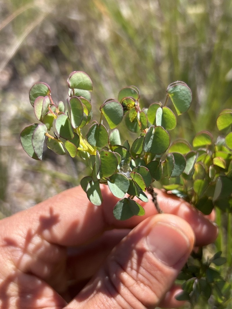 Oxalis veadeirosensis photo 3