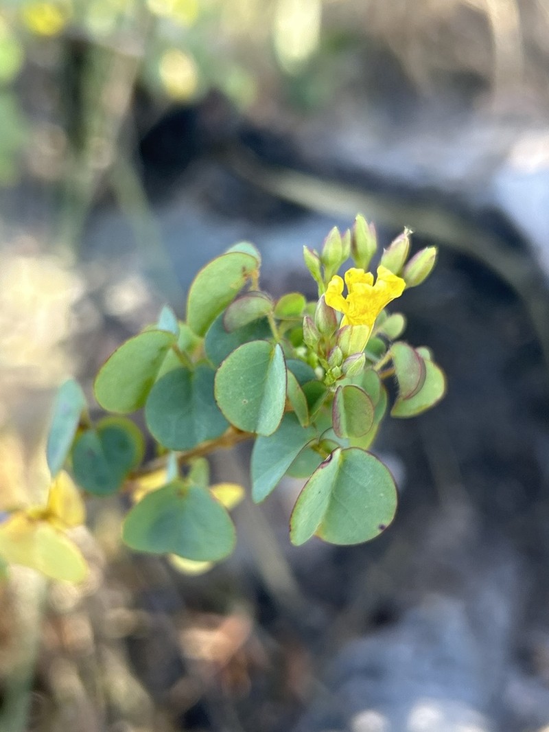 Oxalis veadeirosensis photo 4