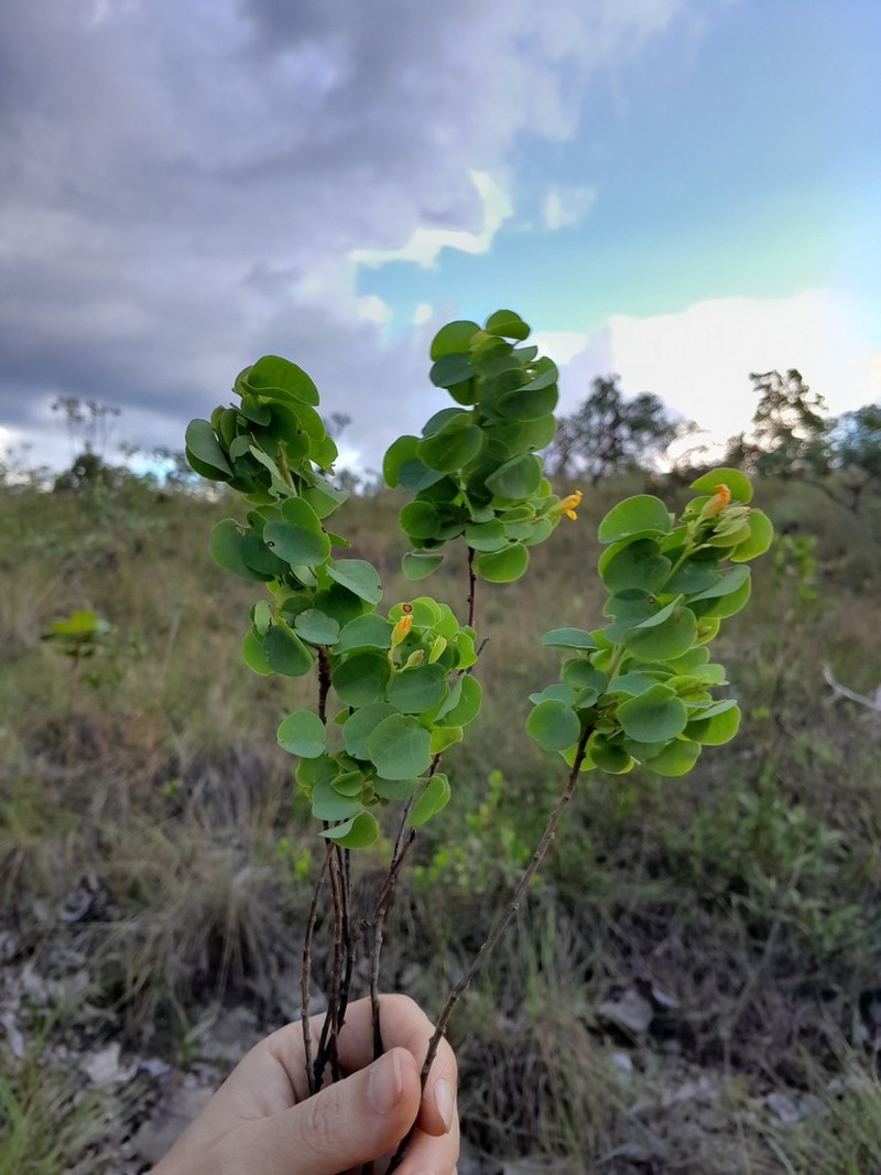 Oxalis veadeirosensis photo 5