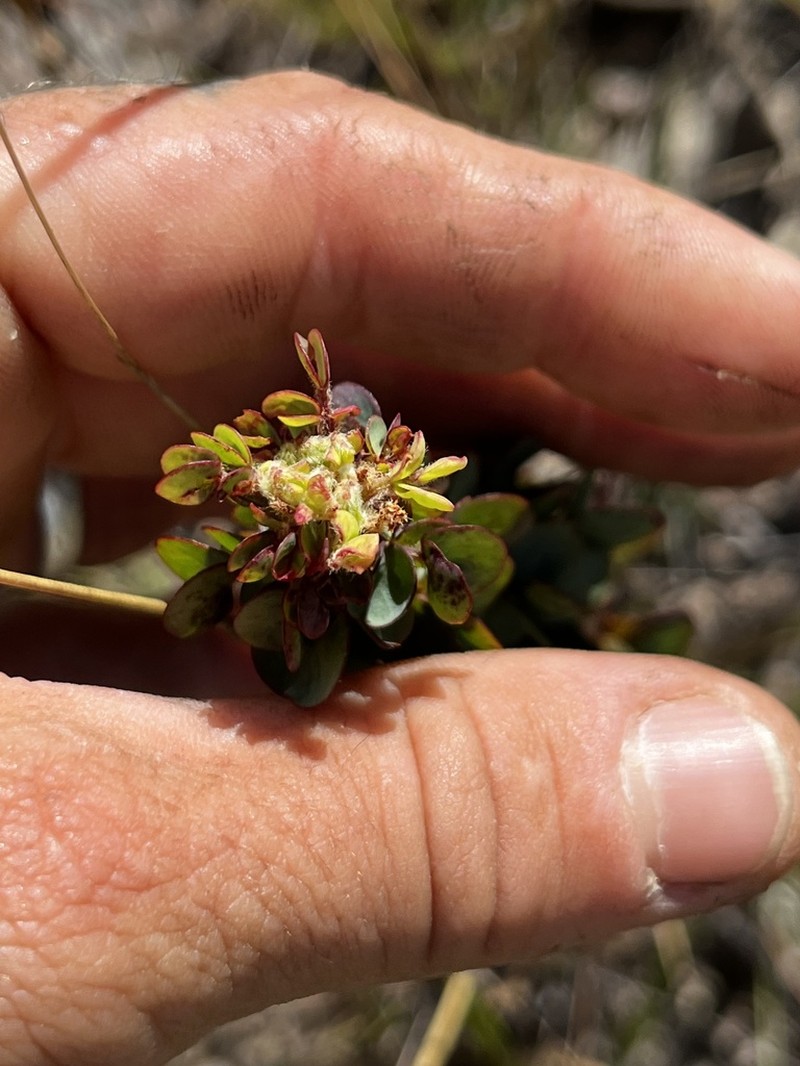 Oxalis veadeirosensis photo 6