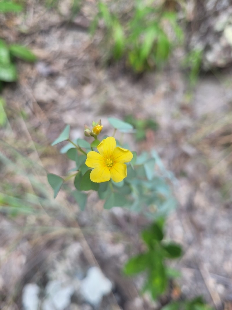 Oxalis veadeirosensis photo 7