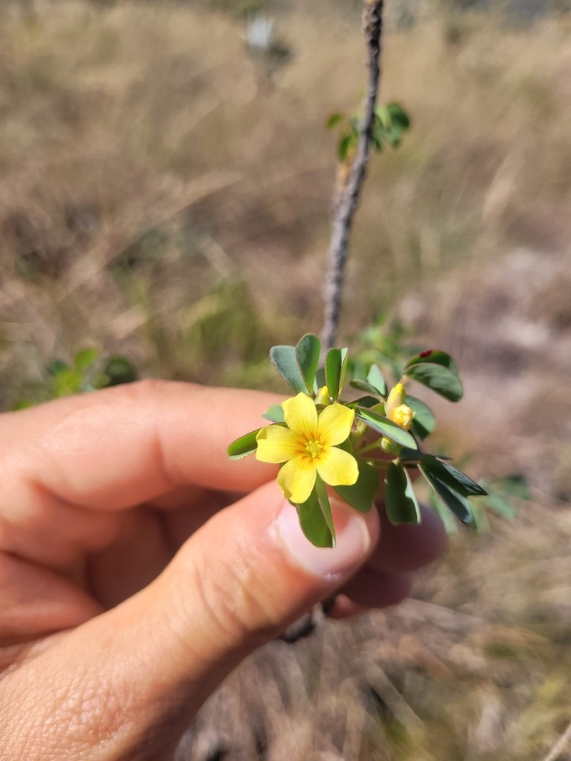 Oxalis veadeirosensis photo 8