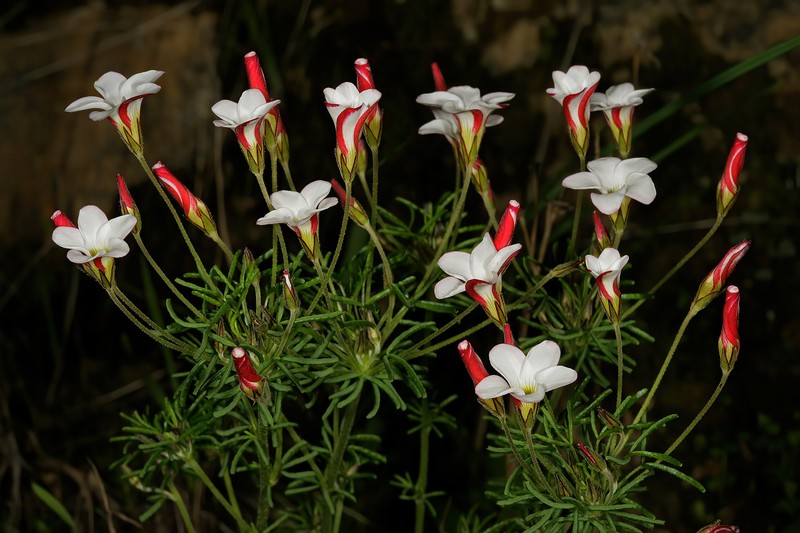 Oxalis versicolor