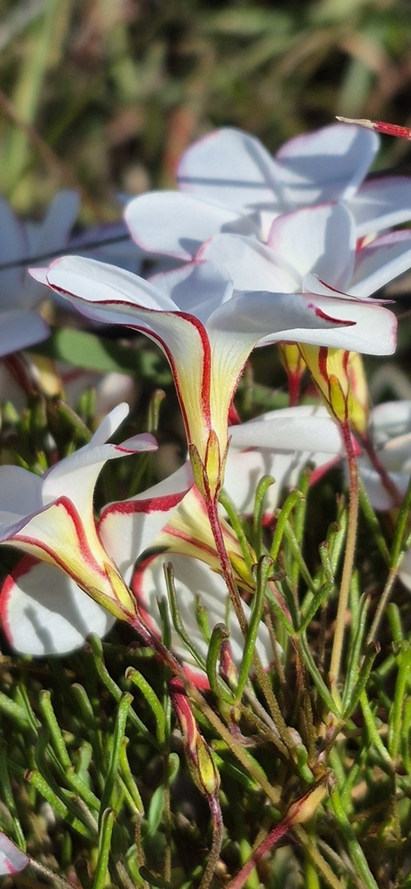 Oxalis versicolor photo 3