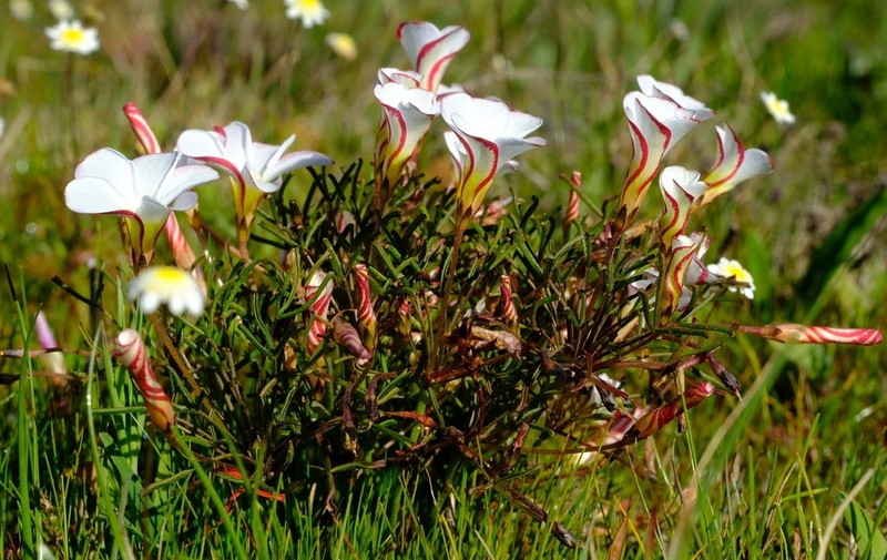 Oxalis versicolor photo 4
