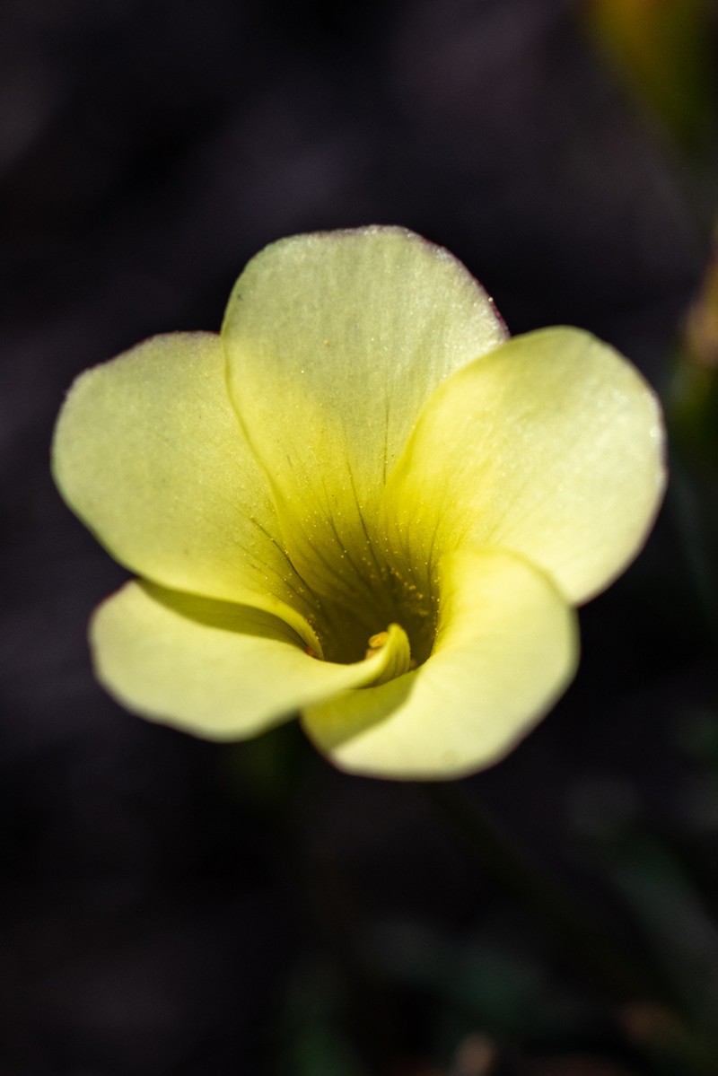 Oxalis versicolor photo 5