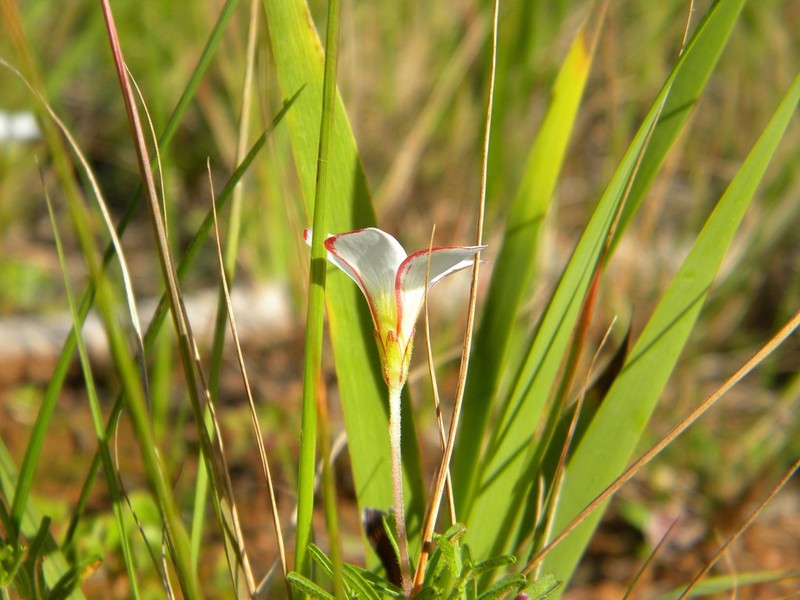 Oxalis versicolor photo 6