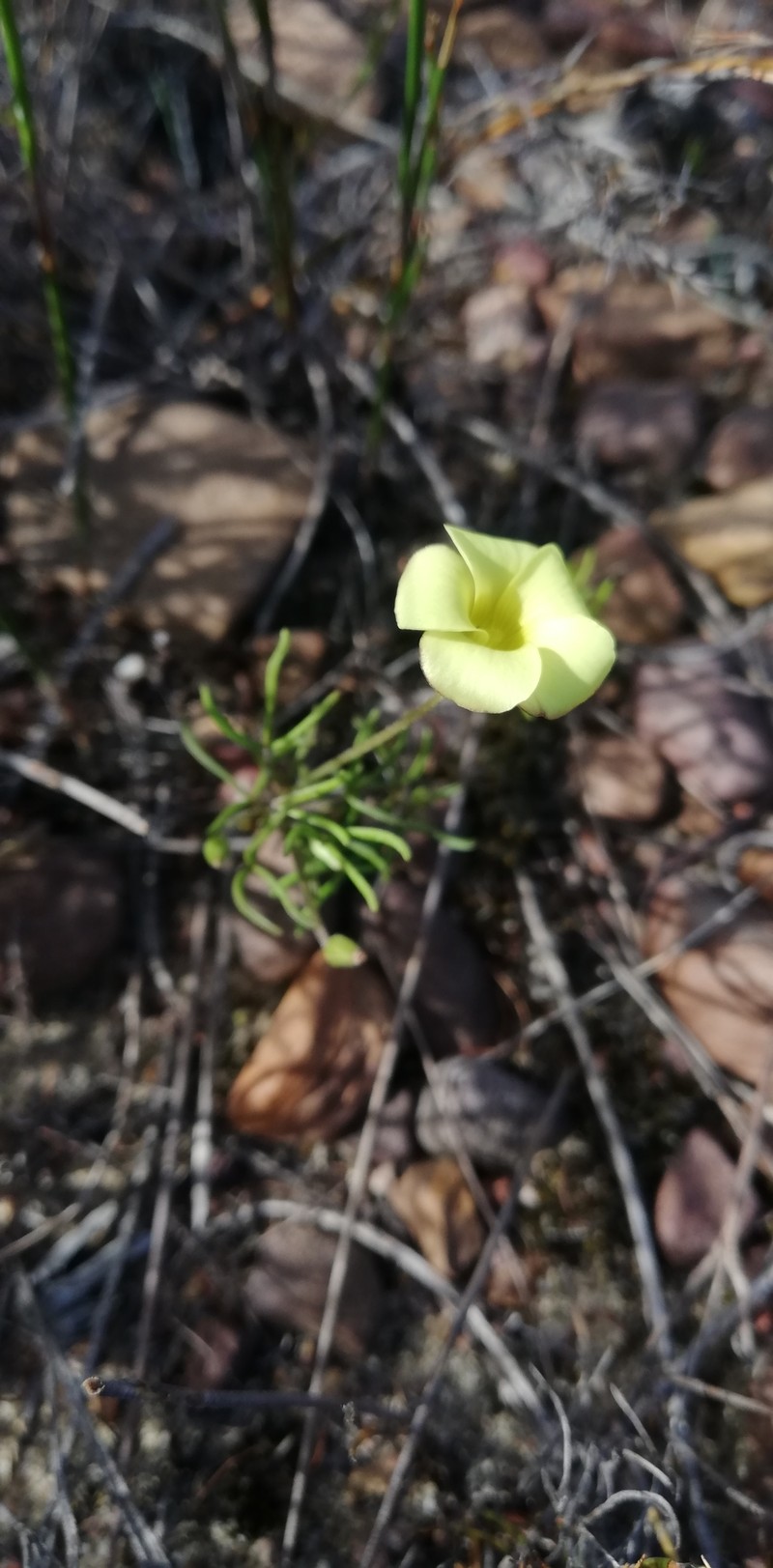 Oxalis versicolor var. flaviflora