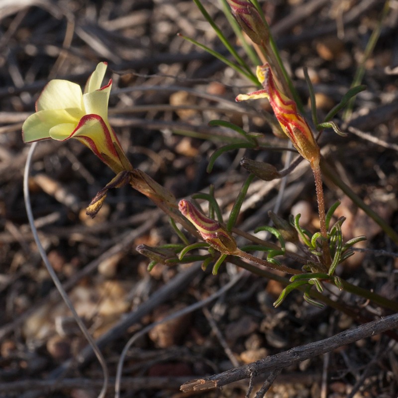 Oxalis versicolor var. flaviflora photo 2