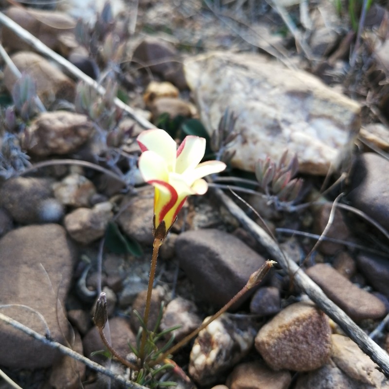 Oxalis versicolor var. flaviflora photo 3