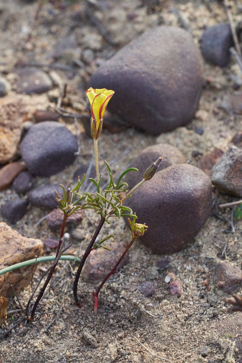 Oxalis versicolor var. flaviflora photo 4