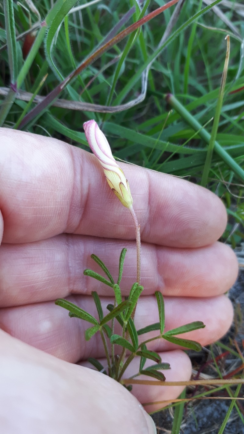 Oxalis versicolor var. versicolor