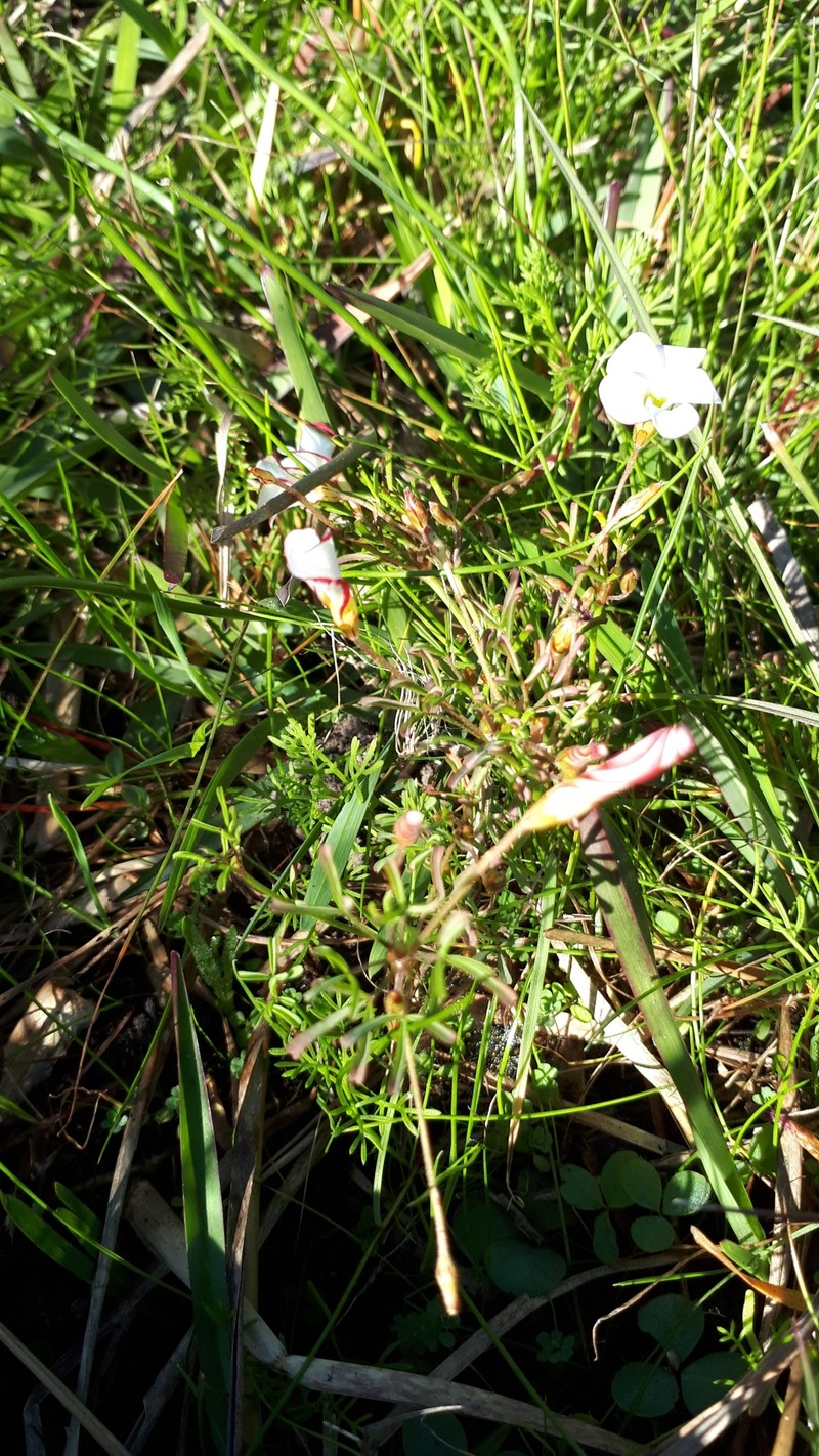 Oxalis versicolor var. versicolor photo 2