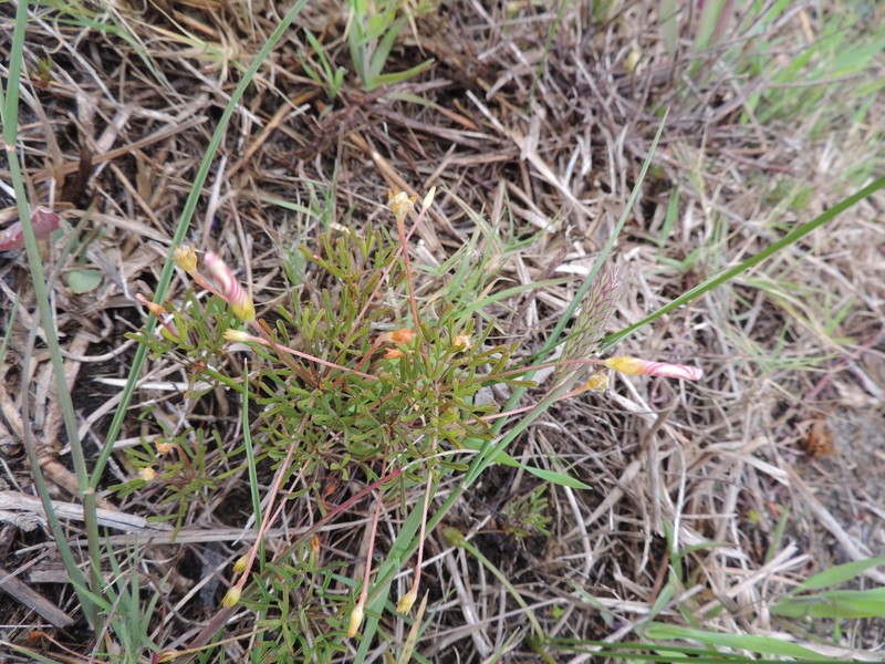 Oxalis versicolor var. versicolor photo 3