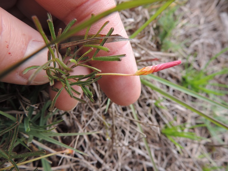 Oxalis versicolor var. versicolor photo 4