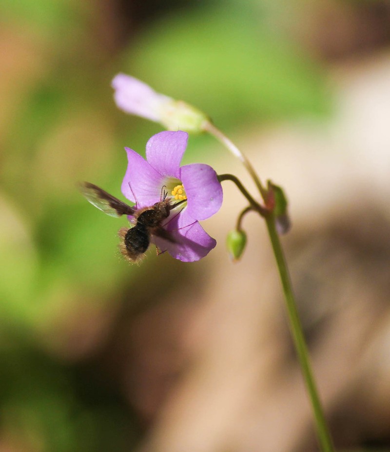 Violet Woodsorrel photo 3