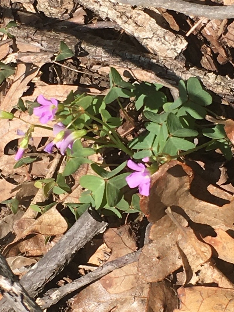 Violet Woodsorrel photo 4