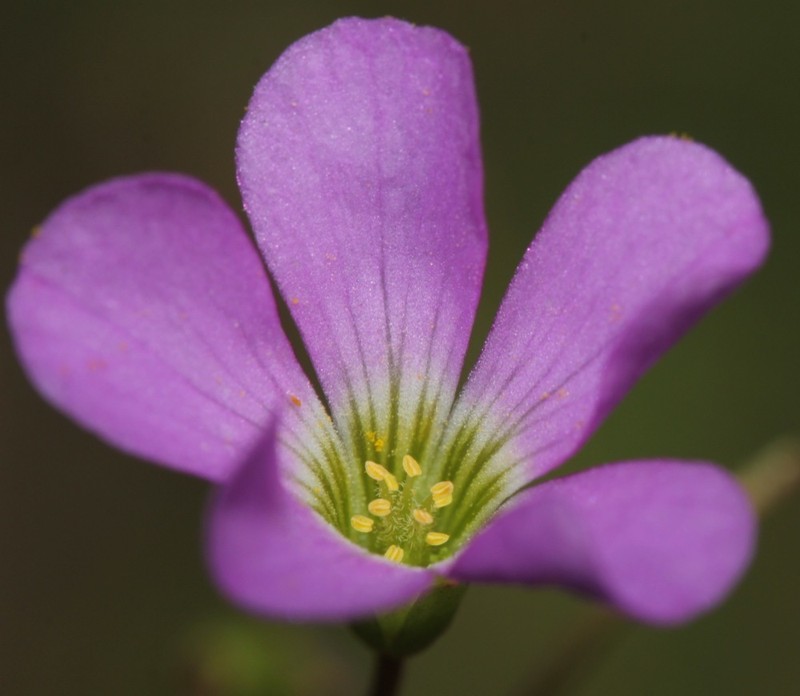 Violet Woodsorrel photo 5
