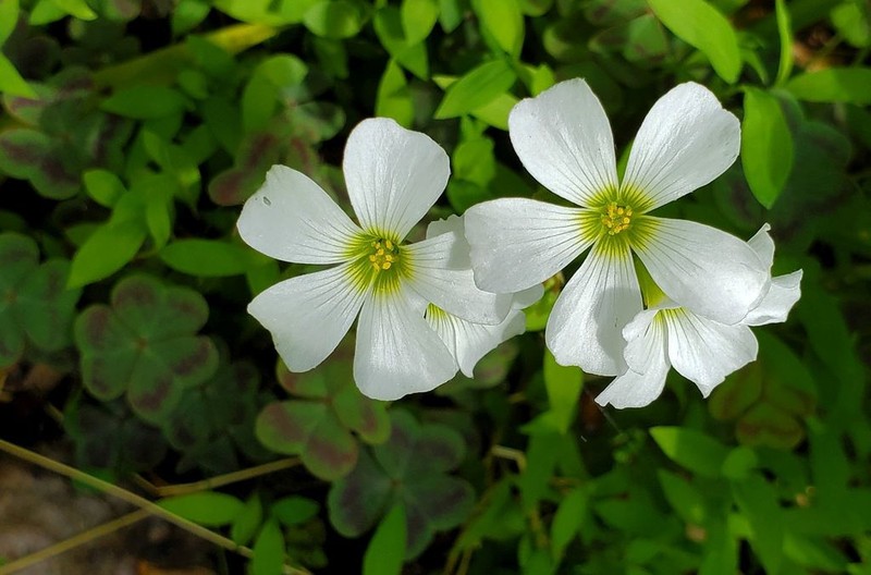 Violet Woodsorrel photo 6
