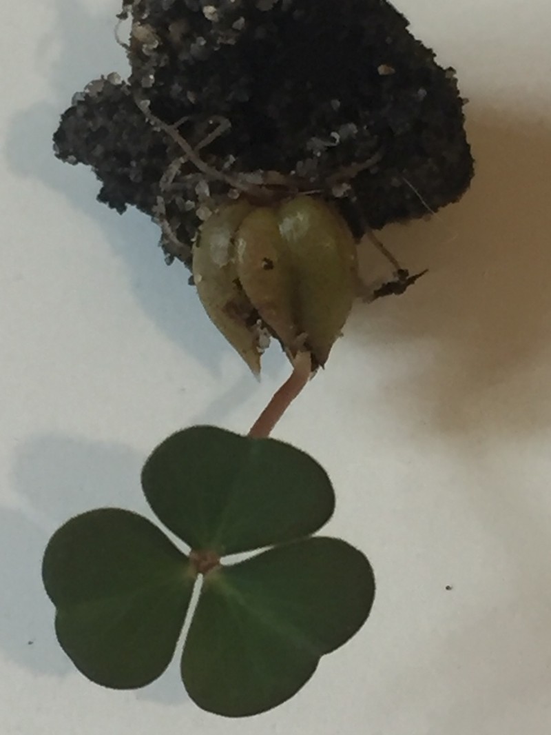 Violet Woodsorrel photo 7