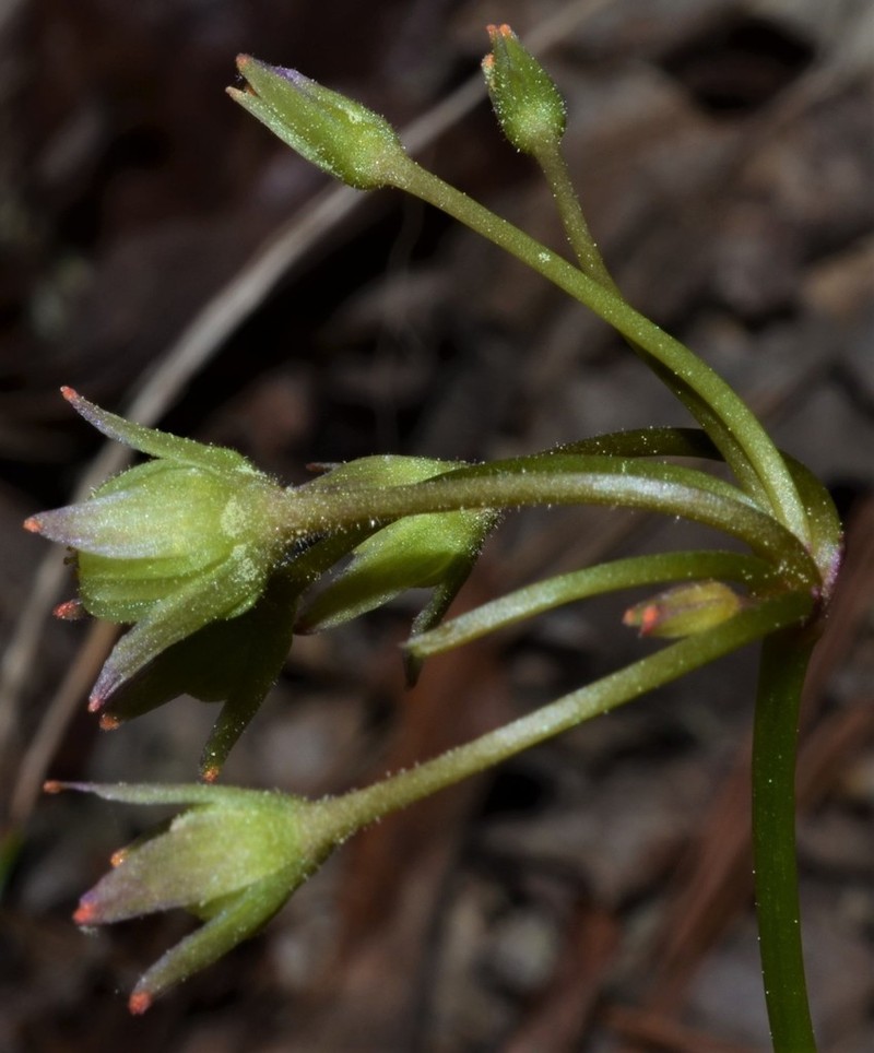 Violet Woodsorrel photo 8