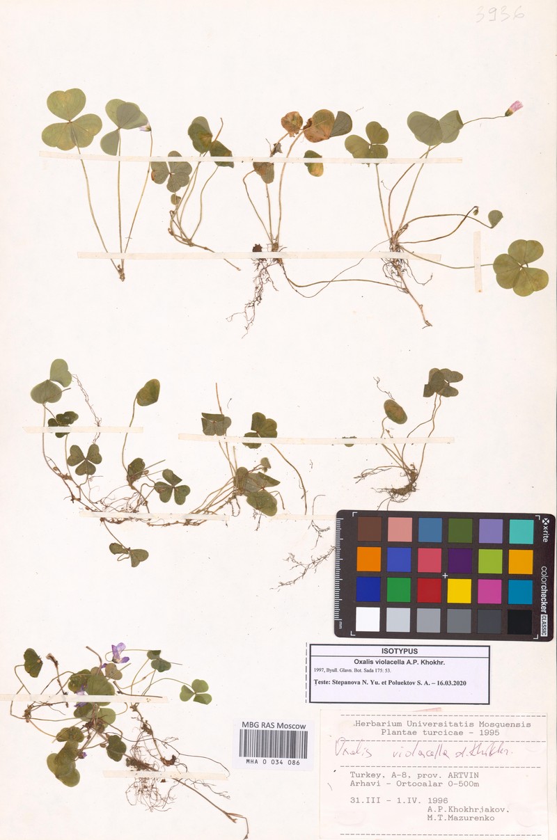 Oxalis violacella