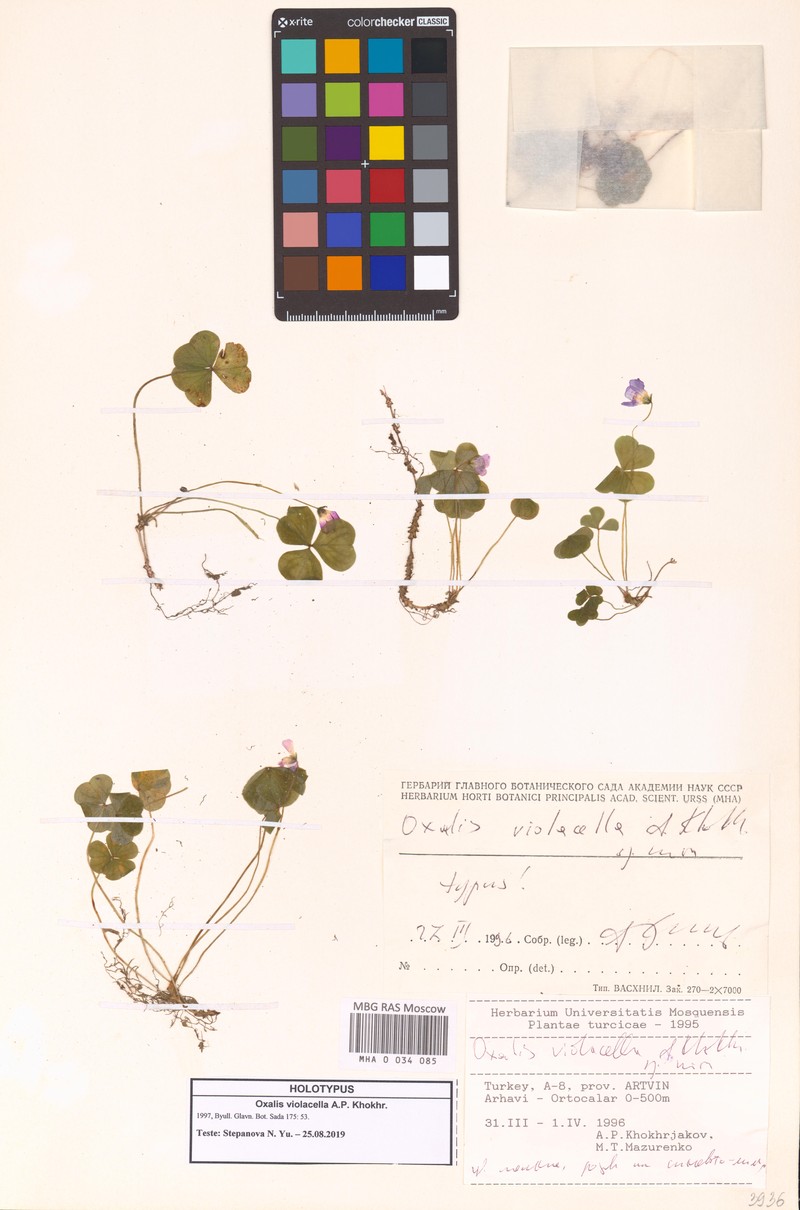 Oxalis violacella photo 2
