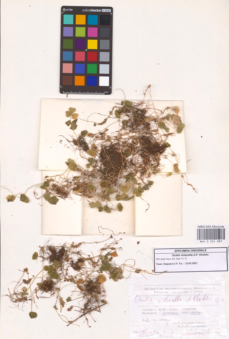 Oxalis violacella photo 3