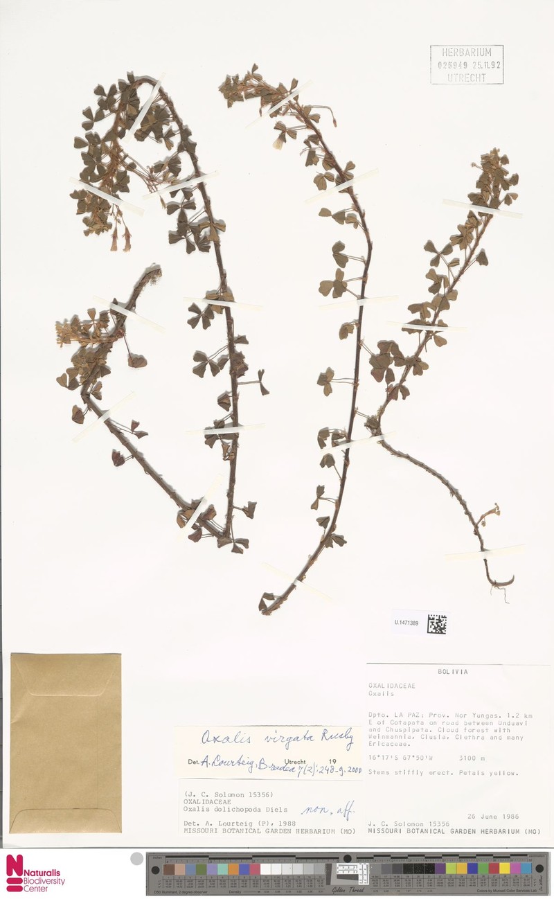 Oxalis virgata