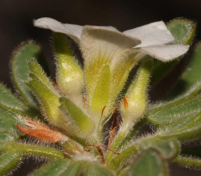 Oxalis virginea photo 2