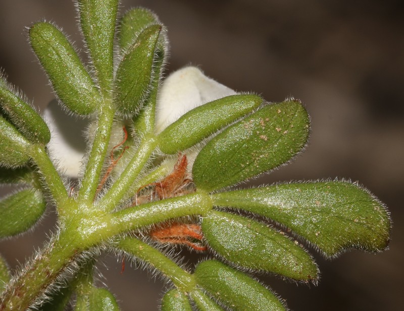 Oxalis virginea photo 4