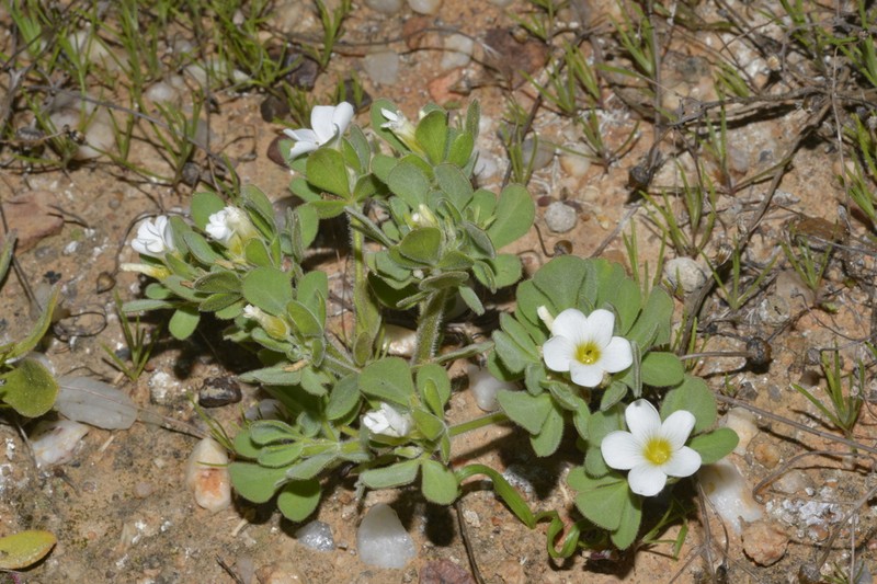 Oxalis virginea photo 5