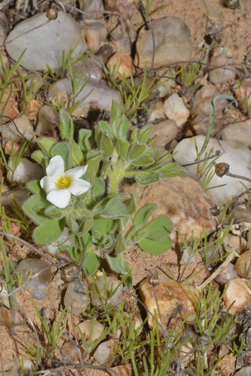 Oxalis virginea photo 7