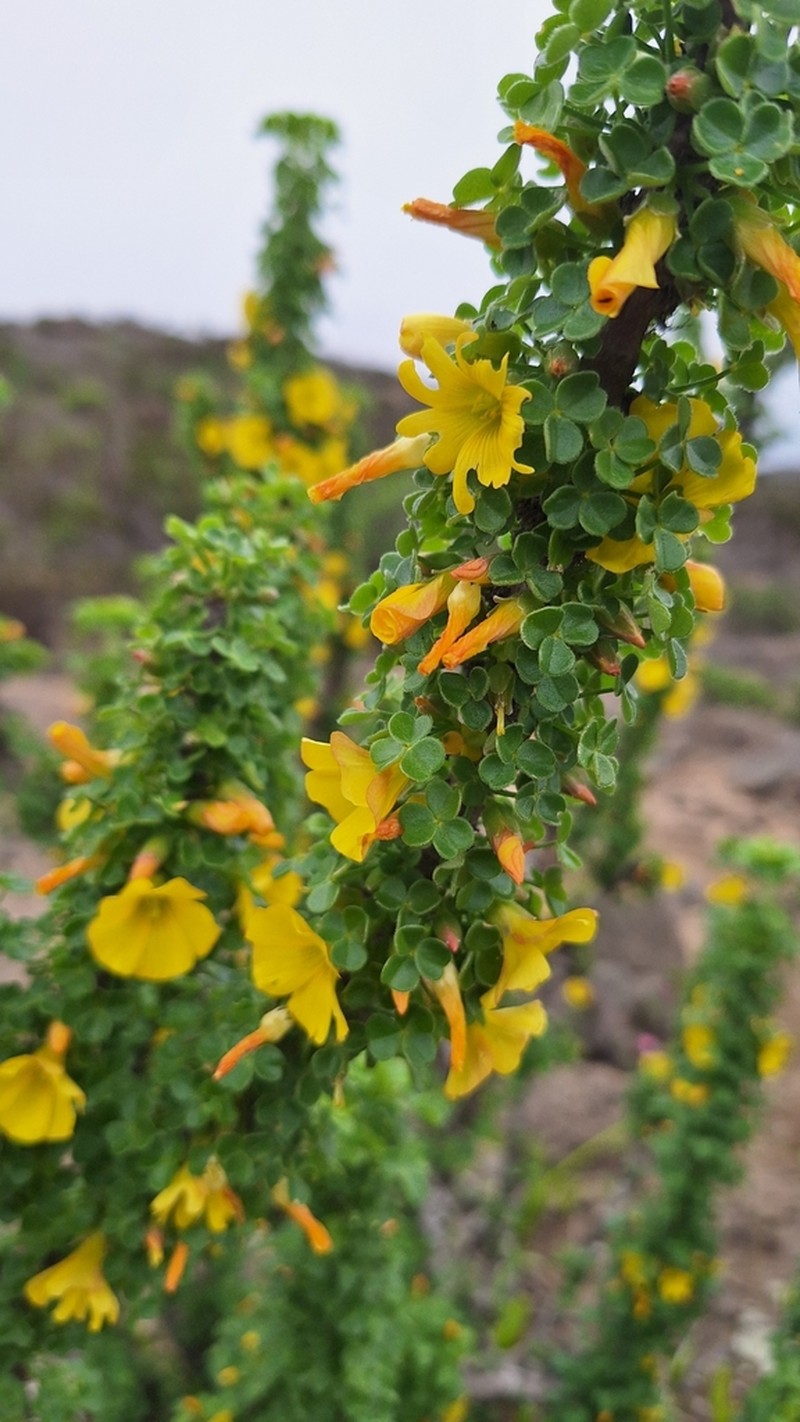 Oxalis virgosa