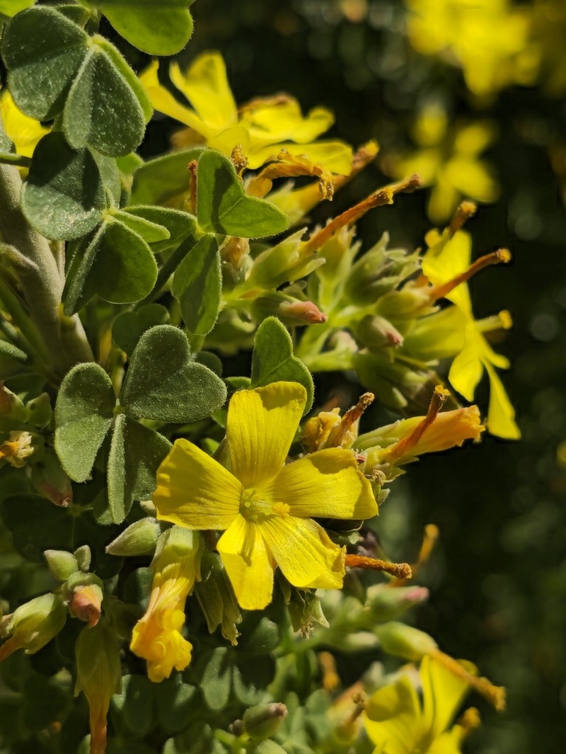 Oxalis virgosa photo 2