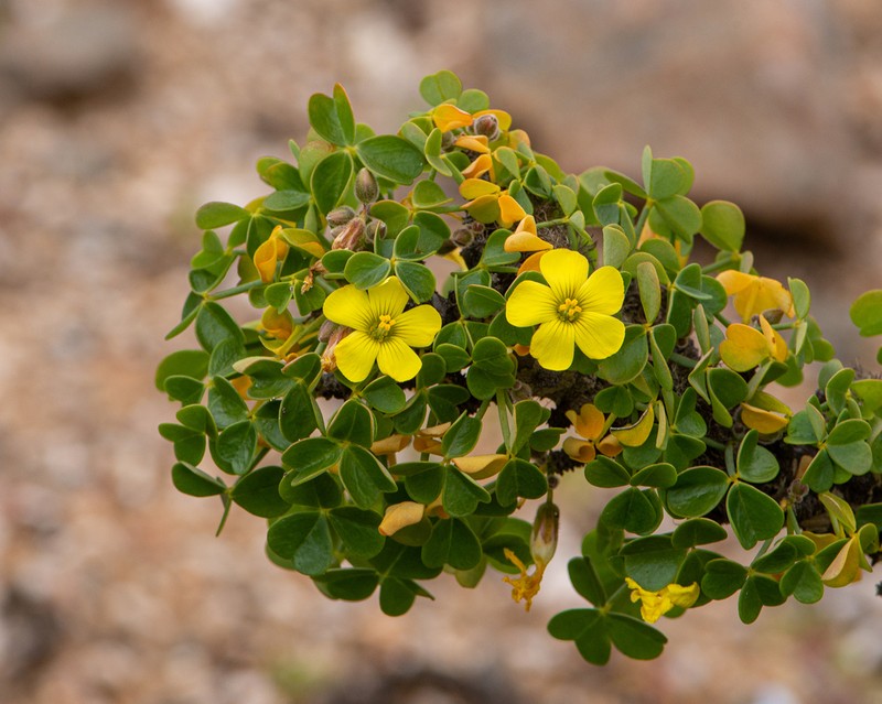 Oxalis virgosa photo 3