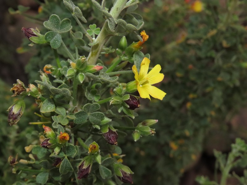 Oxalis virgosa photo 4