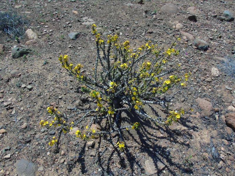 Oxalis virgosa photo 5