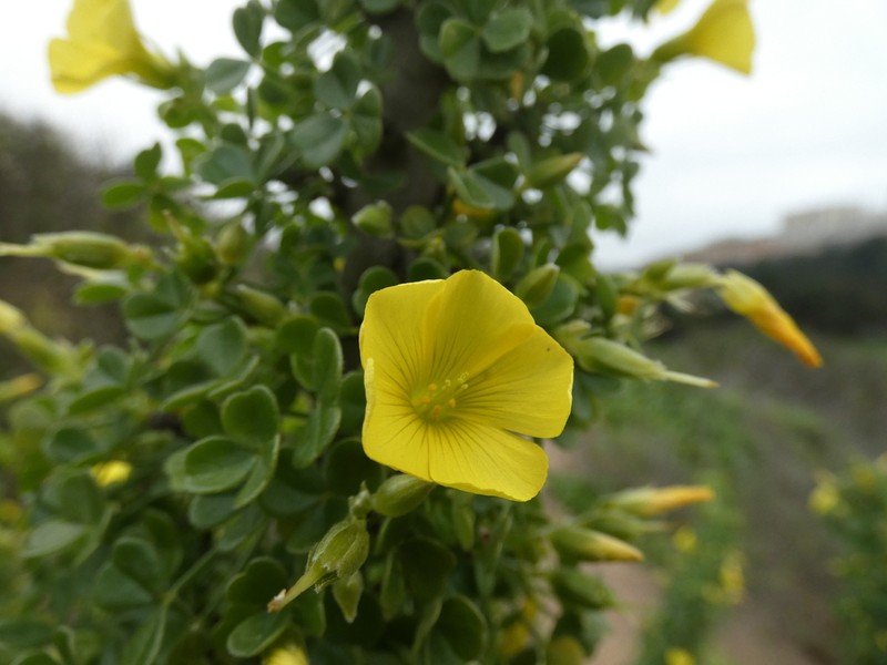 Oxalis virgosa photo 6