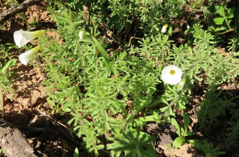 Oxalis viscosa