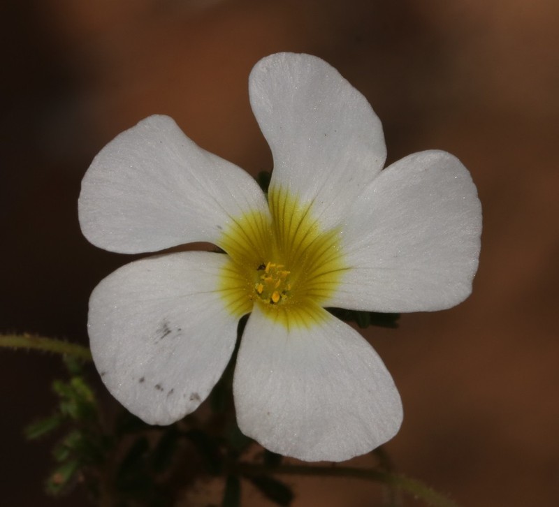 Oxalis viscosa photo 2
