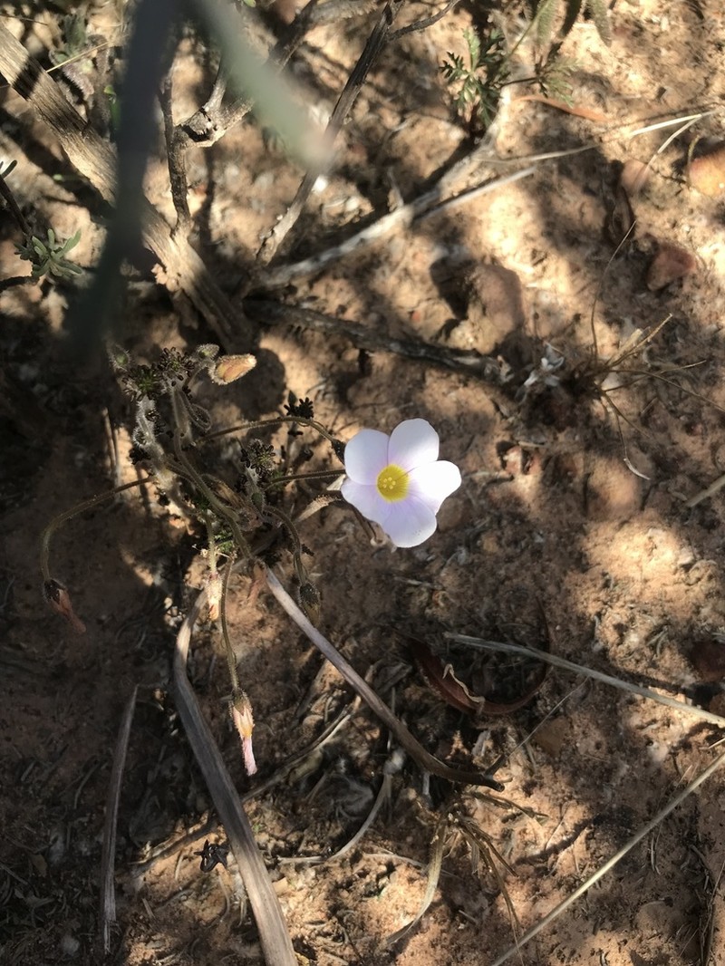 Oxalis viscosa photo 3