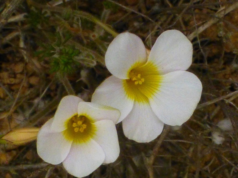 Oxalis viscosa photo 5