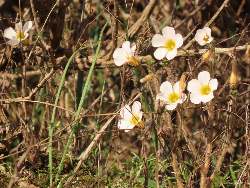Oxalis viscosa photo 6
