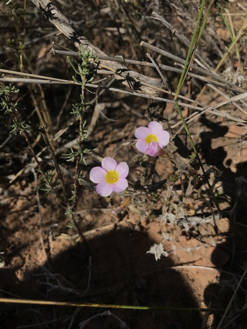 Oxalis viscosa photo 7