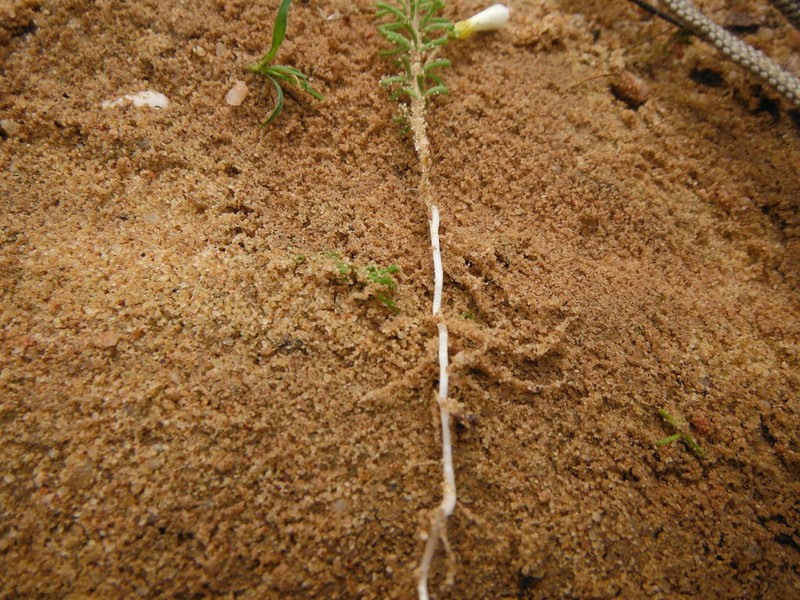 Oxalis viscosa photo 8